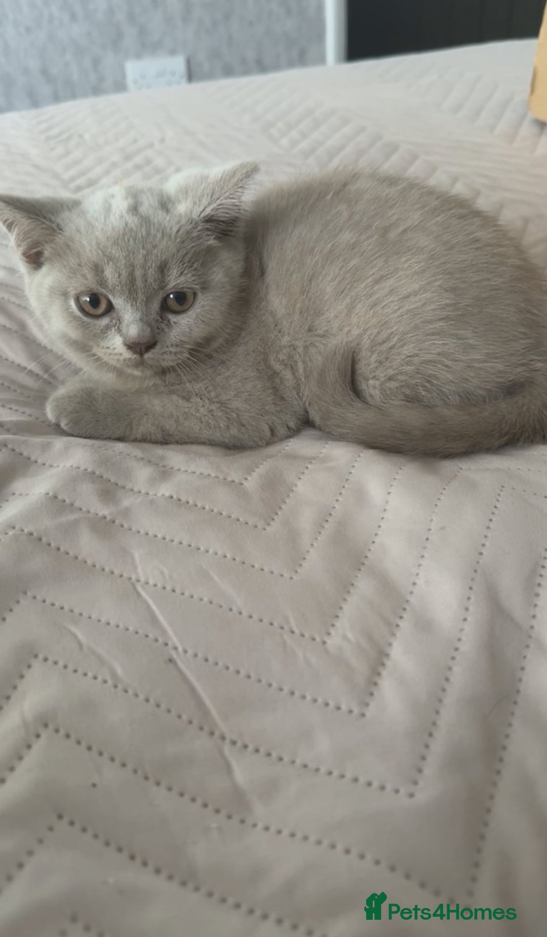 British Shorthair cats for sale: Lilac British Shorthair  - Image 1