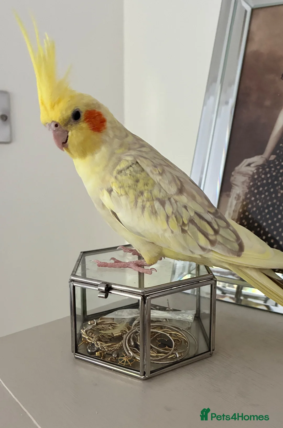 Cockatiels birds for sale: Young female Cockatiel  in Lostwithiel - Advert 3