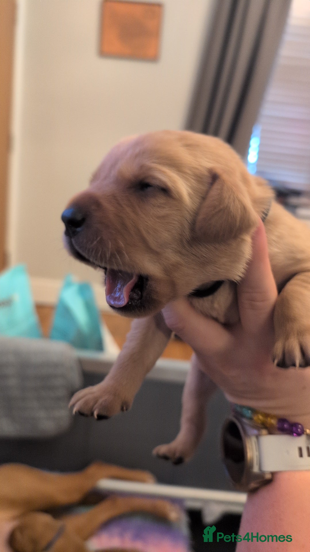 Labrador Retriever dogs for sale: Licensed Breeder Fox Red Labradors  - Image 3