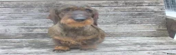 Dachshund dogs for sale: Lovely natured wire haired Dachshund, - Advert 1