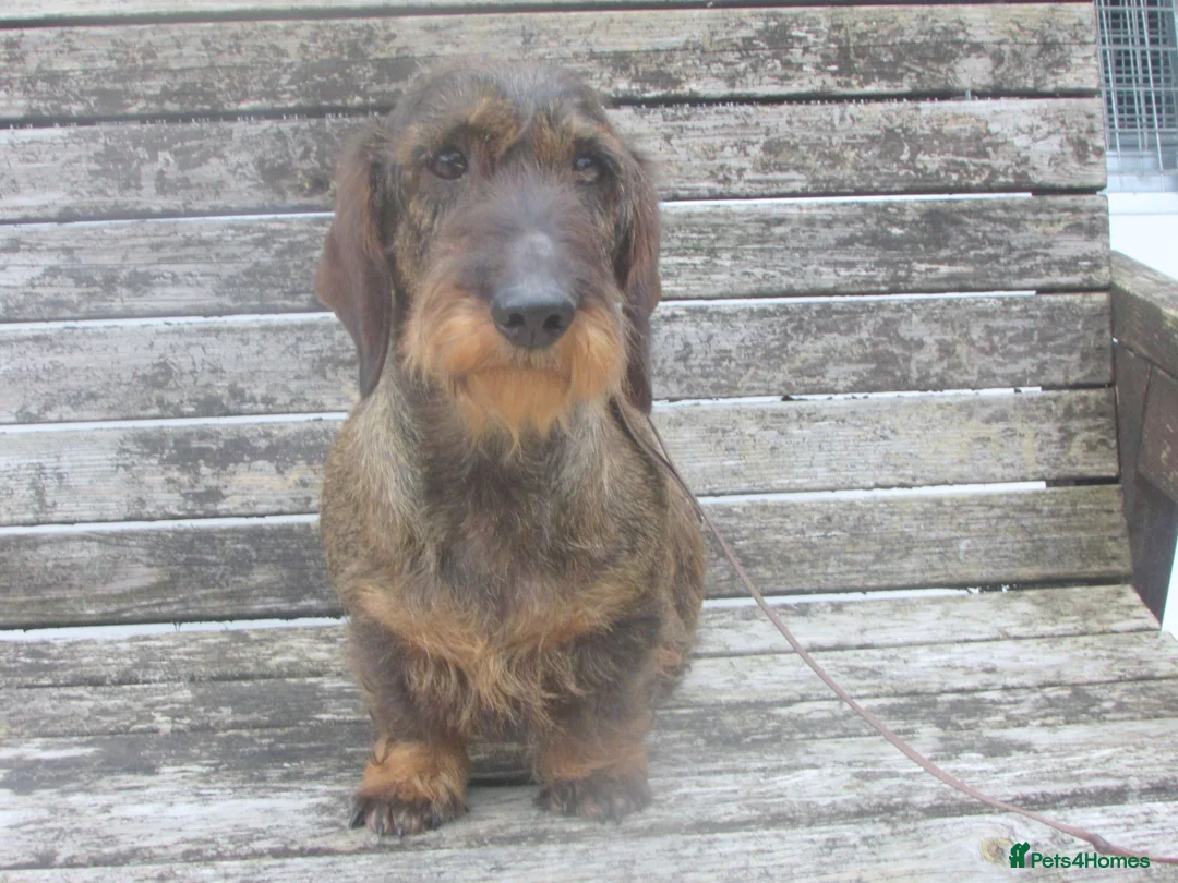 Dachshund dogs for sale: Lovely natured wire haired Dachshund, - Advert 1