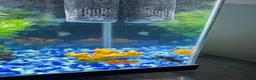 Goldfish fish for sale: Two gold fishes in Wembley - Advert 2
