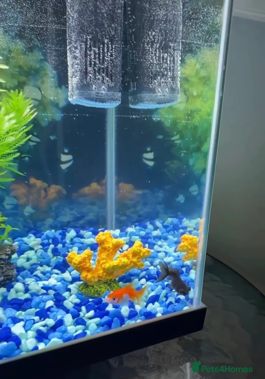 Goldfish fish for sale: Two gold fishes in Wembley - Advert 2