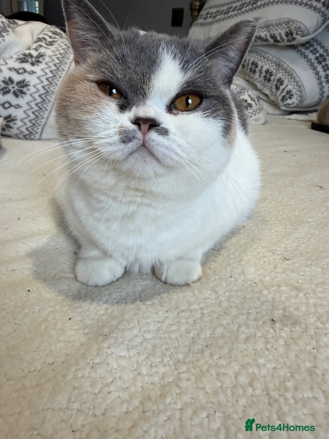 British Shorthair cats for sale: Beautiful Girl for rehoming  - Advert 1