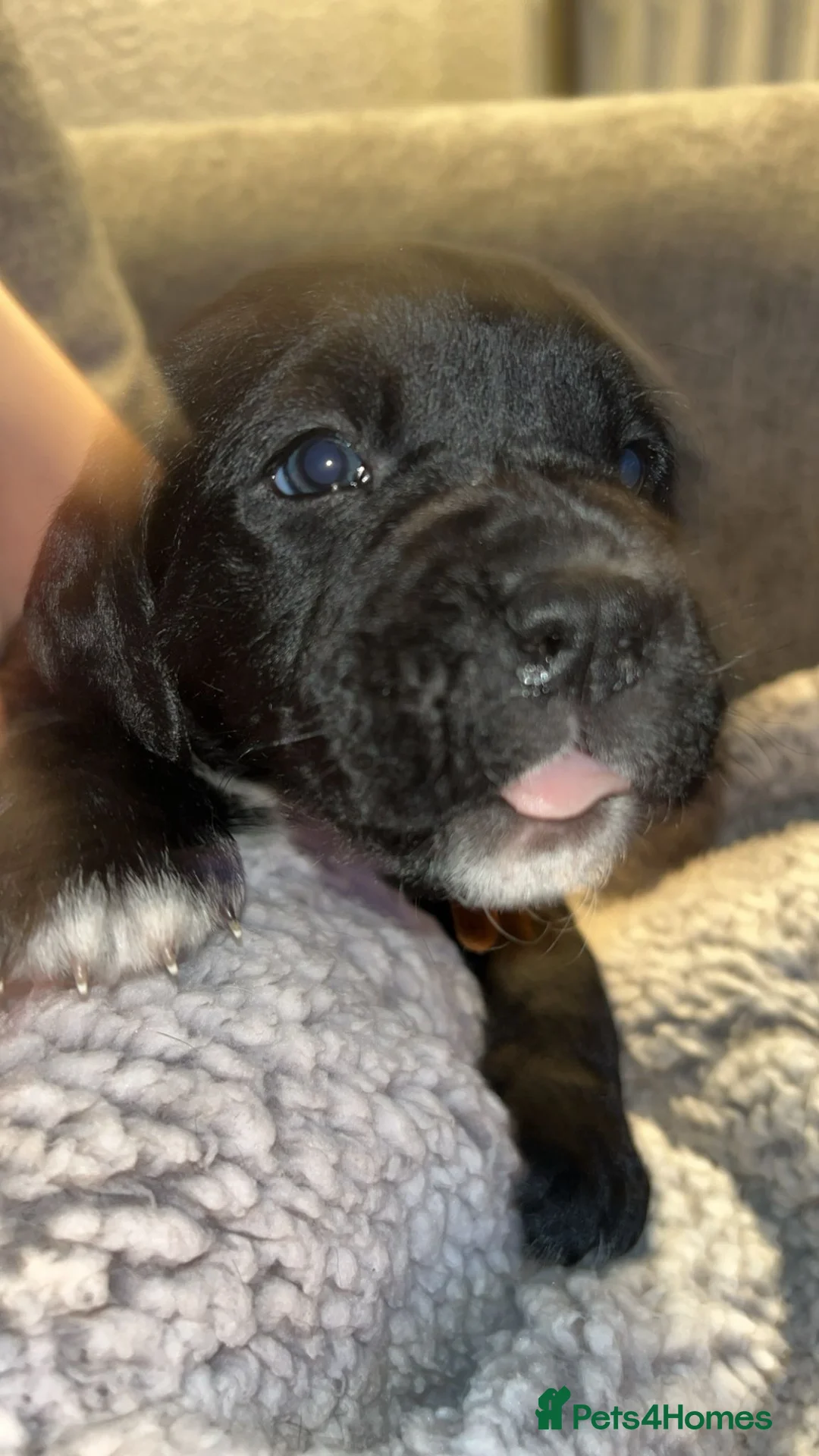 Mixed Breed dogs for sale:  Rare breed Boxador puppies  - Advert 5