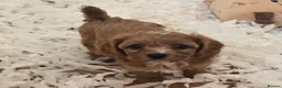 Cavapoo dogs for sale: Fox Red f1 cavapoo puppies  - Advert 6