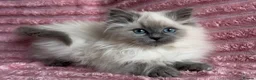 Mixed Breed cats for sale: Beautiful ragdoll x Persian kittens - Advert 4