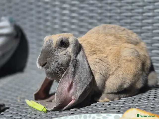 English Lop rabbits for sale: Two stunning female English lops - Advert 3