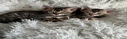 Bengal cats for sale: TICA Registered Bengal Kittens - Advert 10