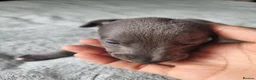 Whippet dogs for sale: Beautiful blue pedigree whippets  - Advert 5