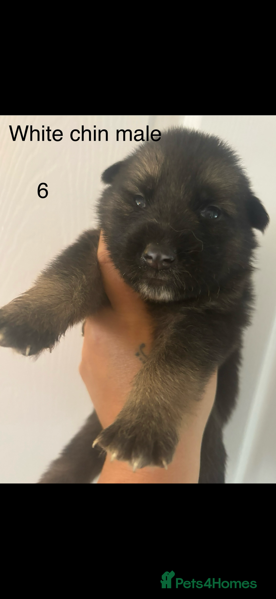 German Shepherd dogs for sale: CUTE 3/4 GERMAN SHEPHERD PUPPIES READY 27th AUGUST - Image 3