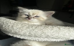 Ragdoll cats for sale: 3 beautiful GCCF Ragdoll Kittens  - Image 2