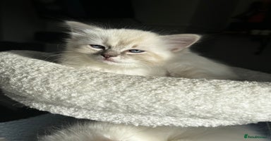 Ragdoll cats - Advert 7