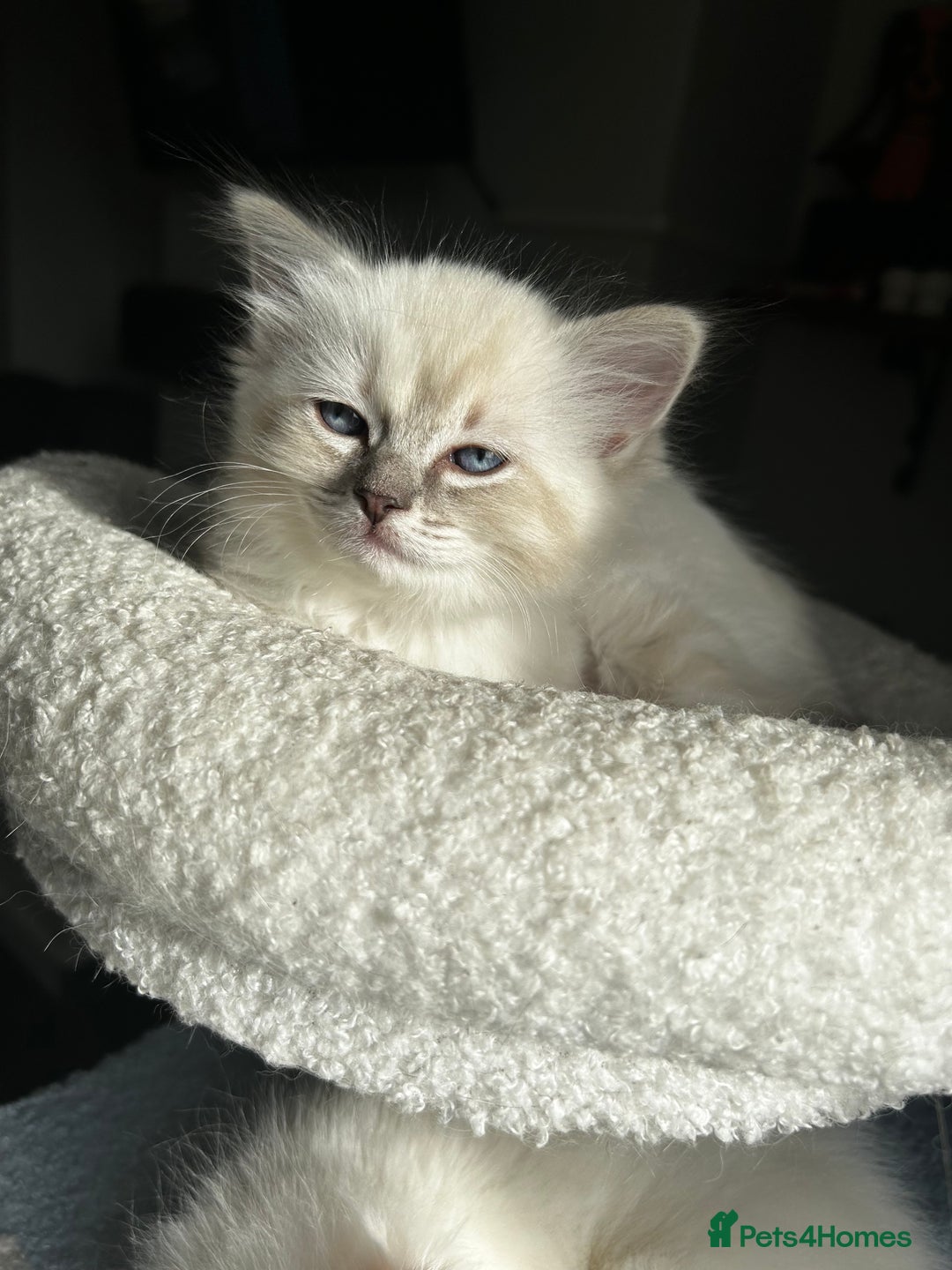 Ragdoll cats for sale: 3 beautiful GCCF Ragdoll Kittens  - Image 2