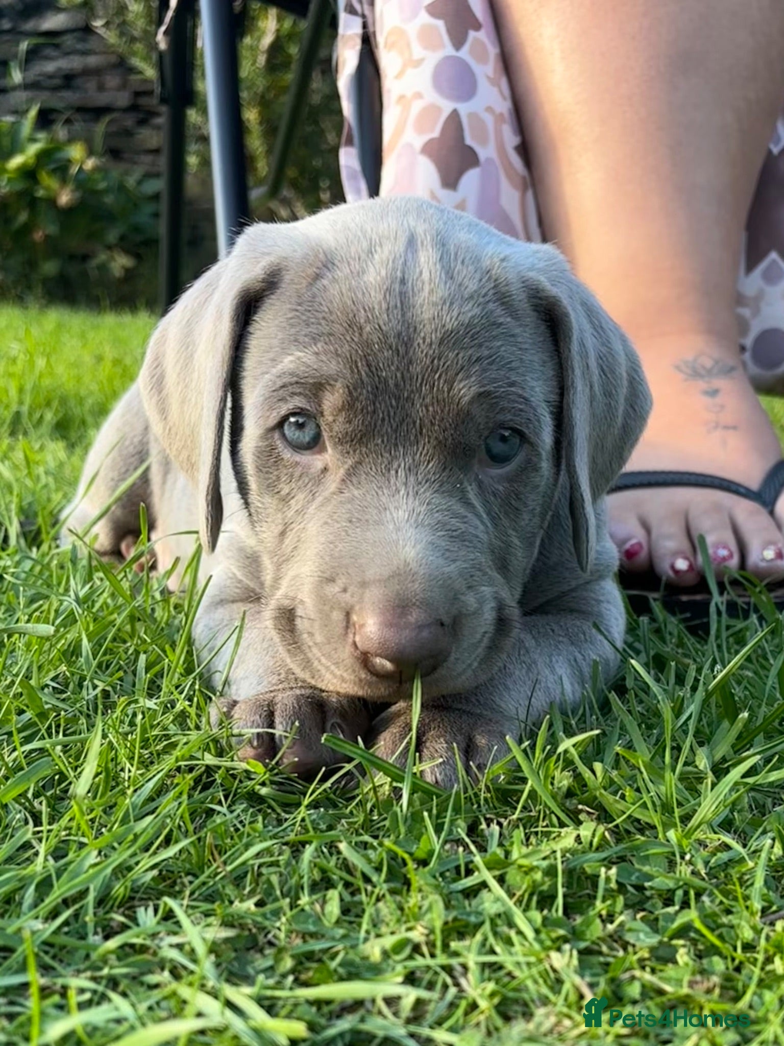Mixed Breed dogs GHOST GREY DOBERMAN PUPPIES  - Advert 18