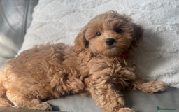 Toy Poodle dogs for sale: Toy poodle girls - Image 1