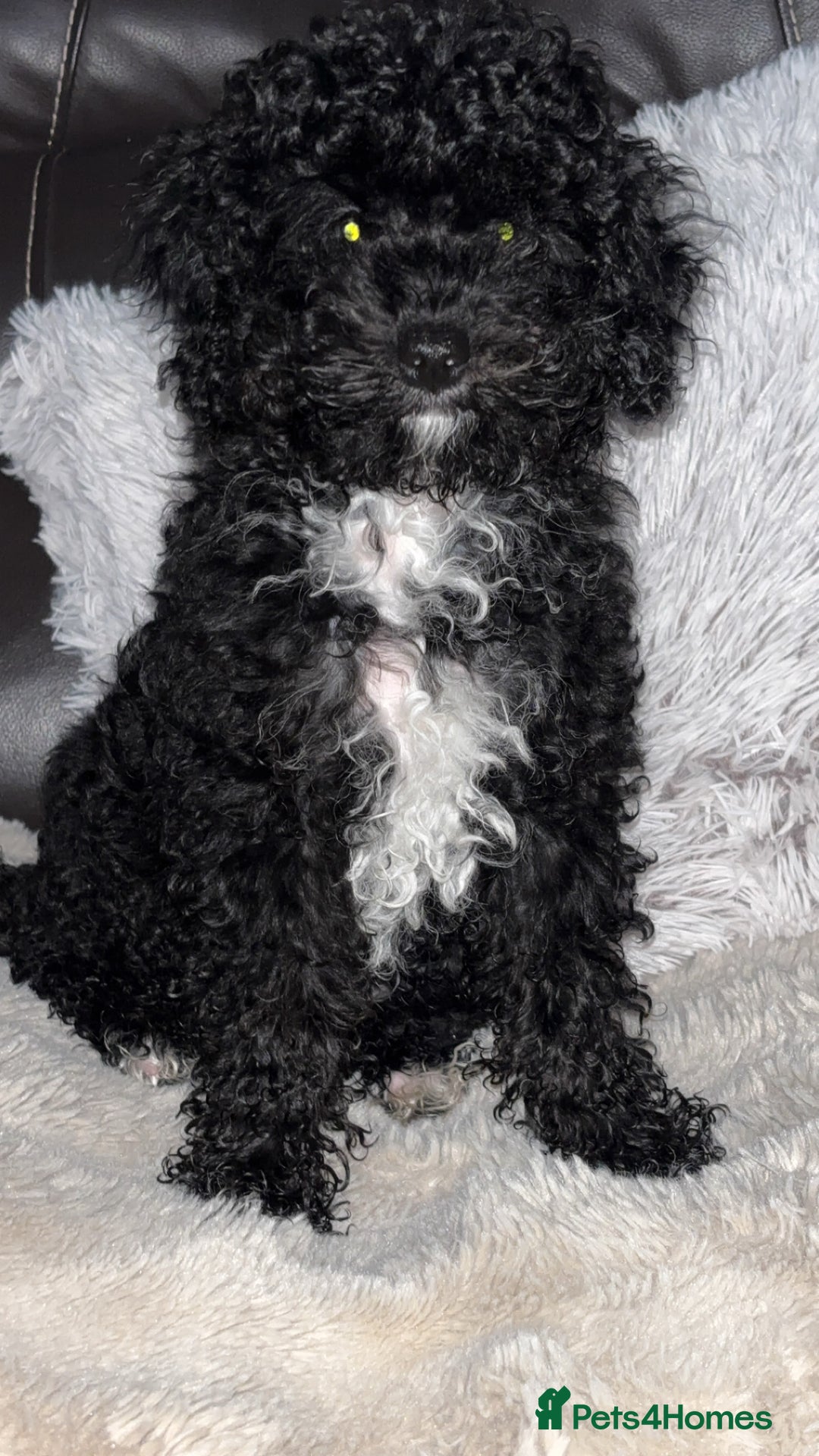 Cavapoo dogs for sale:  Cavapoo puppies  - Advert 24