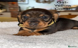 Dachshund dogs for sale: Wirehaired Dachshund - Image 13