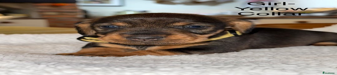 Dachshund Puppy 8
