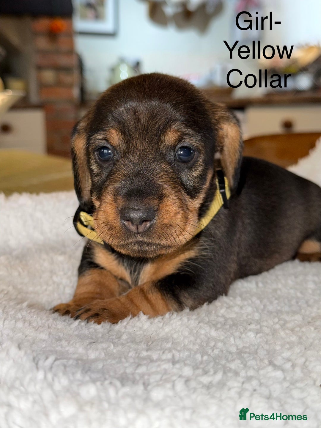 Dachshund dogs for sale: Wirehaired Dachshund - Image 13