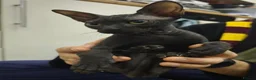 Sphynx cats for sale: 3/4 sphynx female kitten needs loving home  - Advert 4