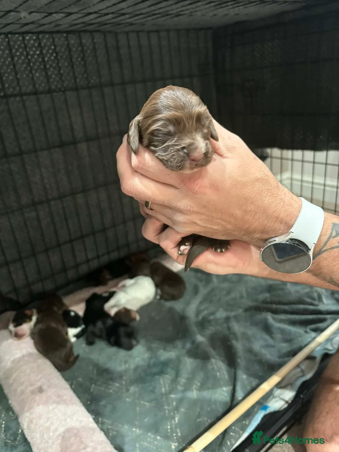 Cocker Spaniel dogs for sale: Stunning mixed colour cocker spaniels - Advert 4