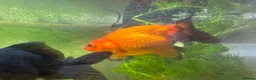 Goldfish fish for sale: Whole Fish Tank with 5 Fish in Fleet - Advert 5