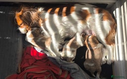 Cavalier King Charles Spaniel dogs for sale: Gorgeous litter of three Blenheim puppies - Image 5