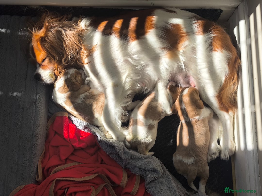 Cavalier King Charles Spaniel dogs for sale: Gorgeous litter of three Blenheim puppies - Image 5