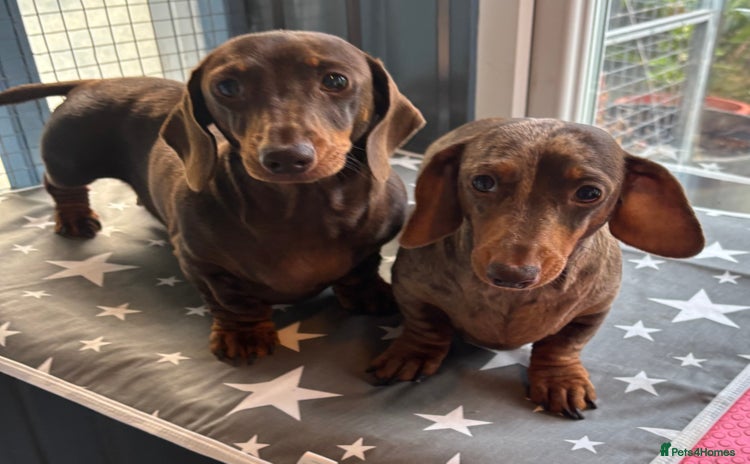 Miniature Dachshund dogs - Advert 2