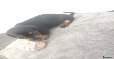 Miniature Dachshund dogs - Advert 14