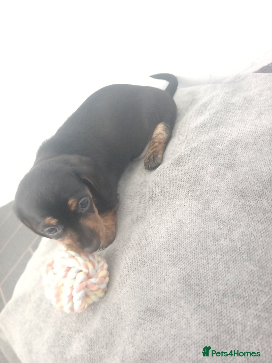 Miniature Dachshund dogs for sale: K.C Beautiful miniature daschunds - Image 3