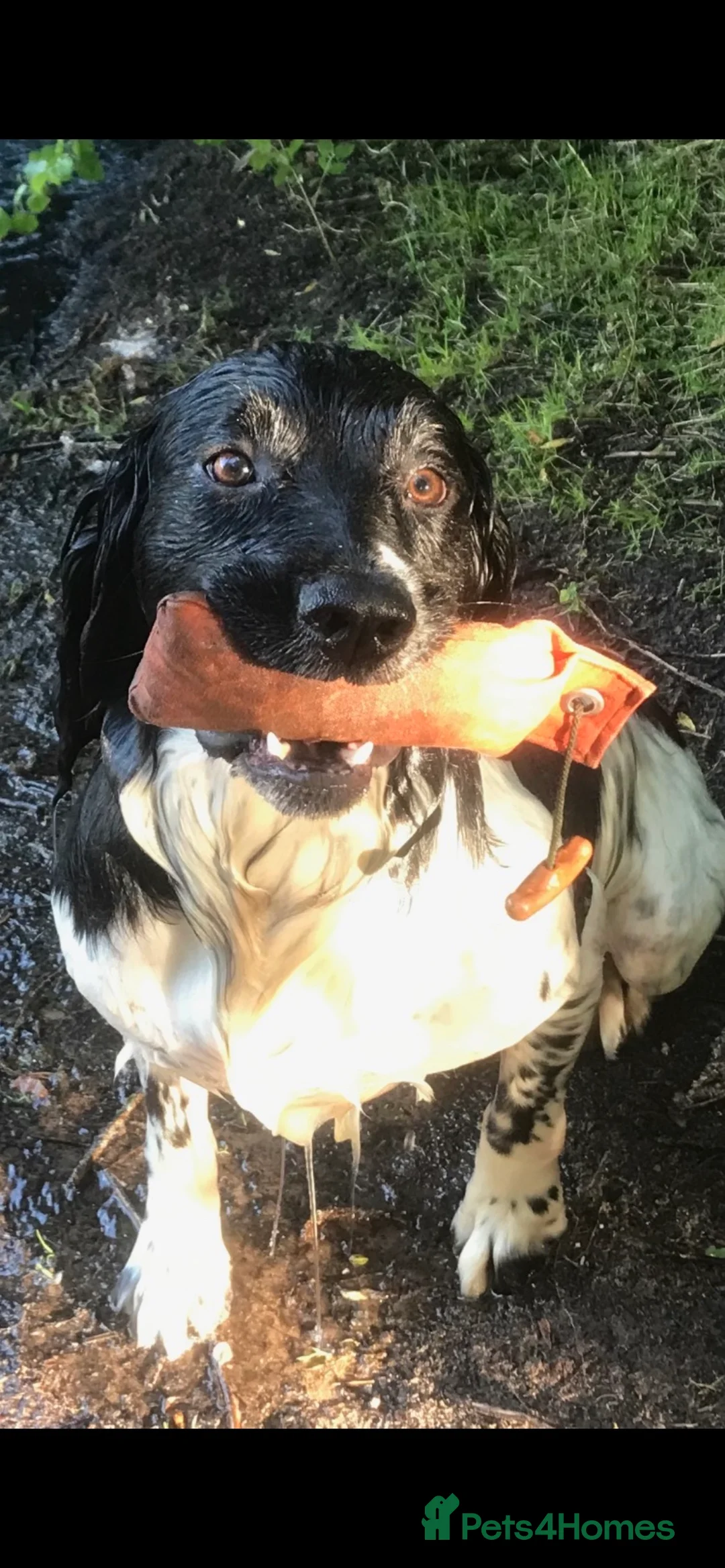 English Springer Spaniel dogs for stud: FULLY HEALTH TESTED BLACK AND WHITE SPRINGER. in Market Drayton - Advert 6