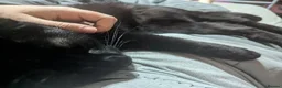 Mixed Breed cats for sale: Male black cat. 15 months old.  in Doncaster - Advert 3