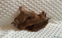 Miniature Dachshund dogs for sale: KC minature daschunds  - Image 2