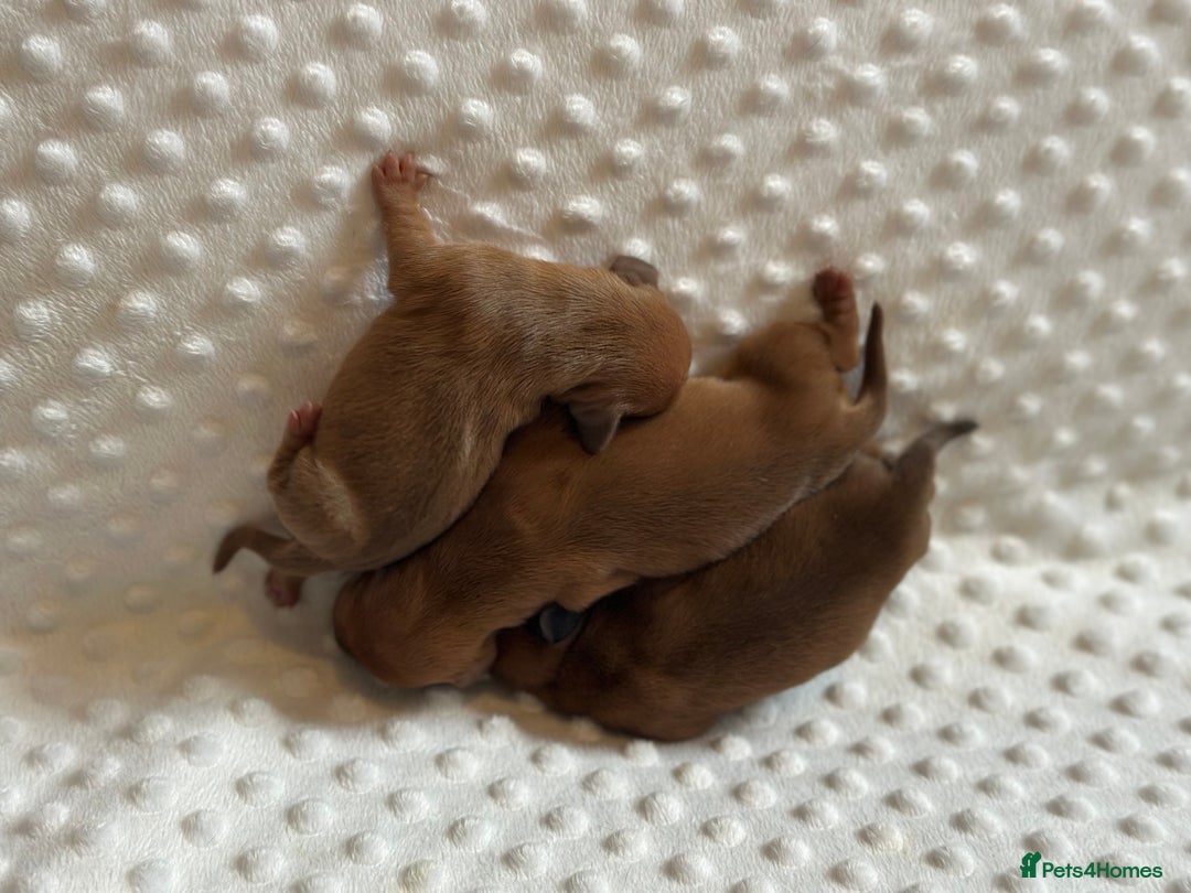 Miniature Dachshund dogs for sale: KC minature daschunds  - Image 2