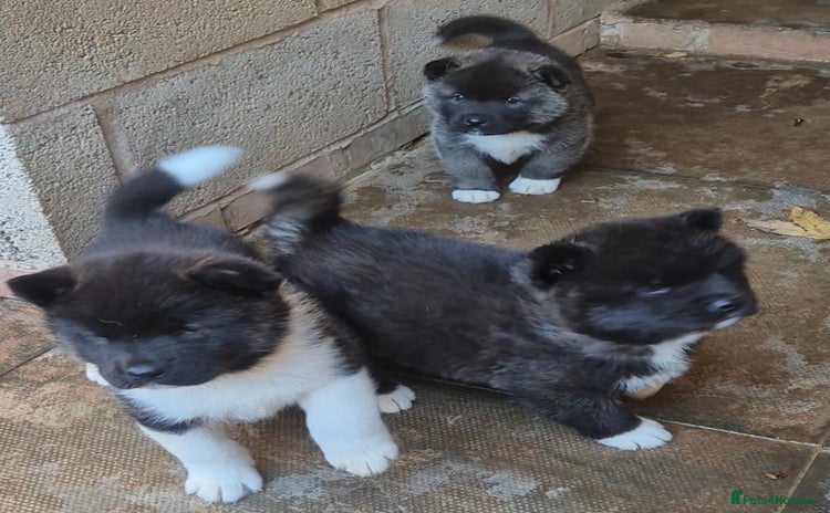 Akita dogs - Advert 9