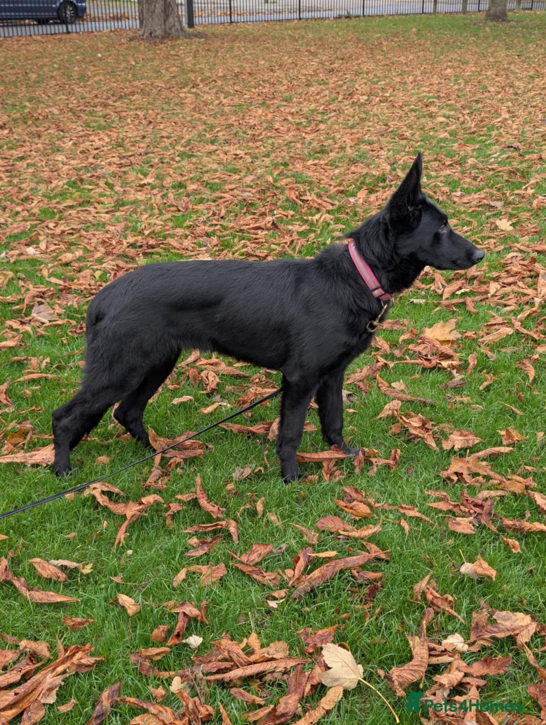 German Shepherd dogs for sale: German Shepherd female  - Advert 5