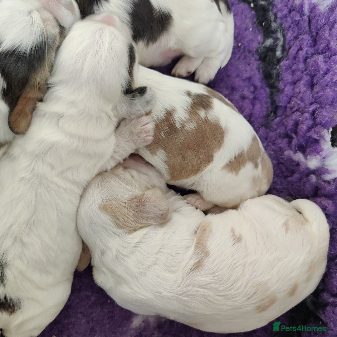 Cocker Spaniel dogs for sale: KC Registered Show Type Cocker Spaniels  - Advert 7