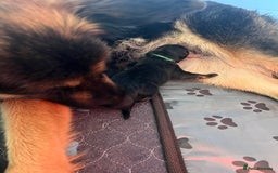 German Shepherd dogs for sale: Amazing fluffy German shepherd puppies  - Image 11