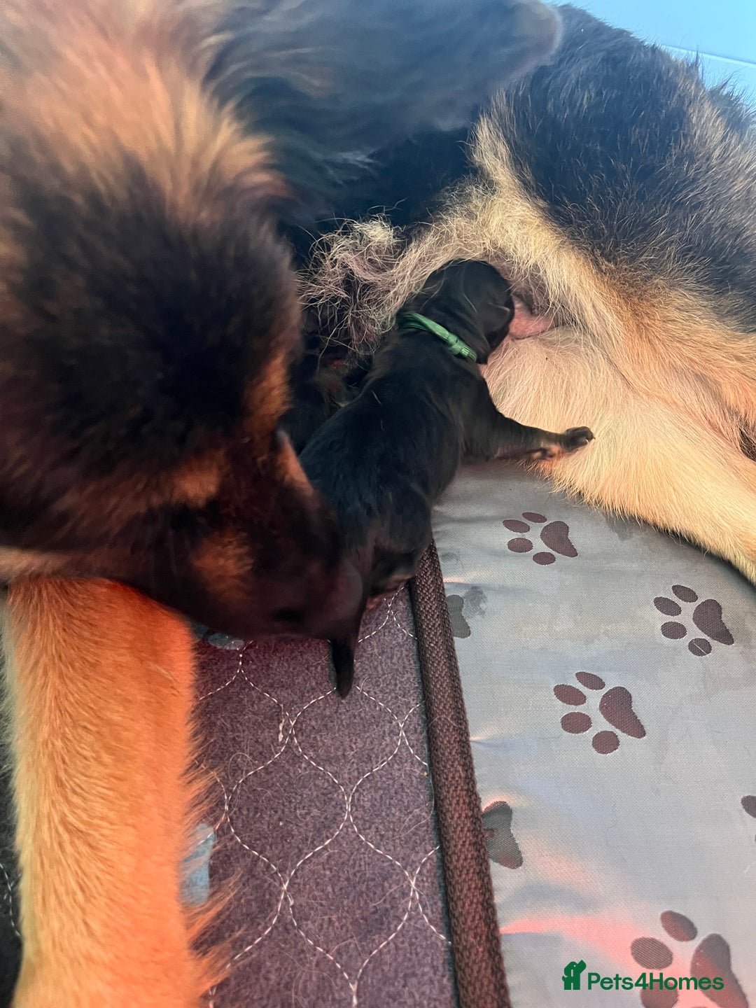 German Shepherd dogs for sale: Amazing fluffy German shepherd puppies  - Image 11