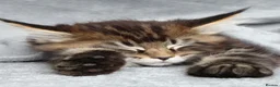 Maine Coon cats for sale: XL Maine coon kittens  - Advert 12