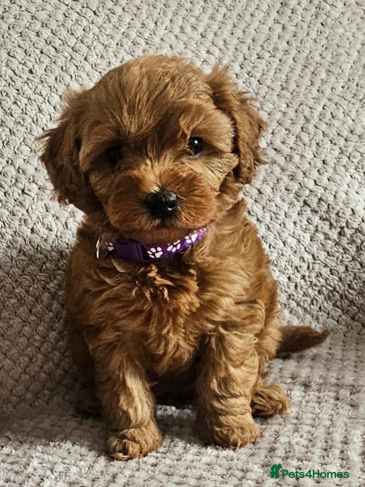 Cavapoo dogs F1b Cavapoo Puppies!!  - Advert 1