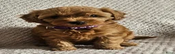 Cavapoo dogs for sale: F1b Cavapoo Puppies!!  - Advert 1