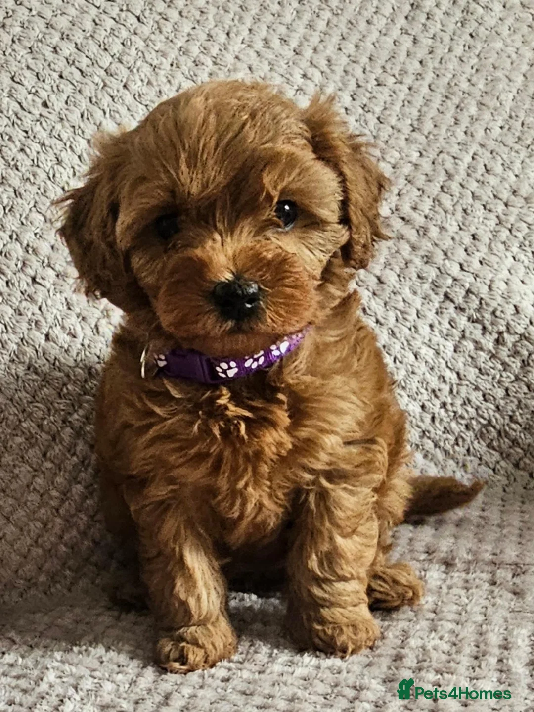 Cavapoo dogs for sale: F1b Cavapoo Puppies!!  - Advert 1