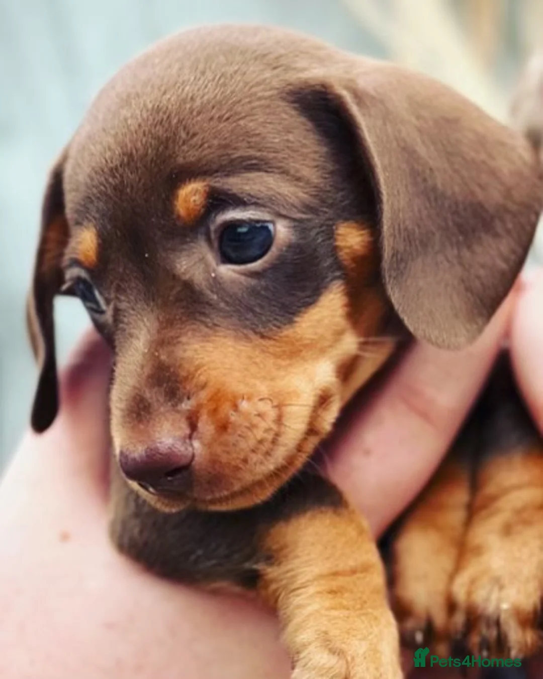 Miniature Dachshund dogs for sale: Gorgeous smooth coat mini dachshund puppies  - Advert 2