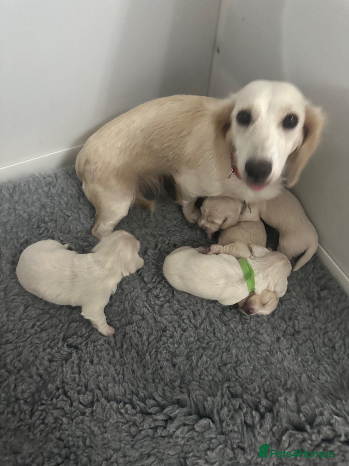 Miniature Dachshund dogs for sale: Miniature longhaired cream dachshund  - Advert 1