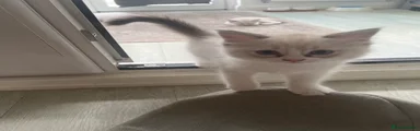 Ragdoll 5