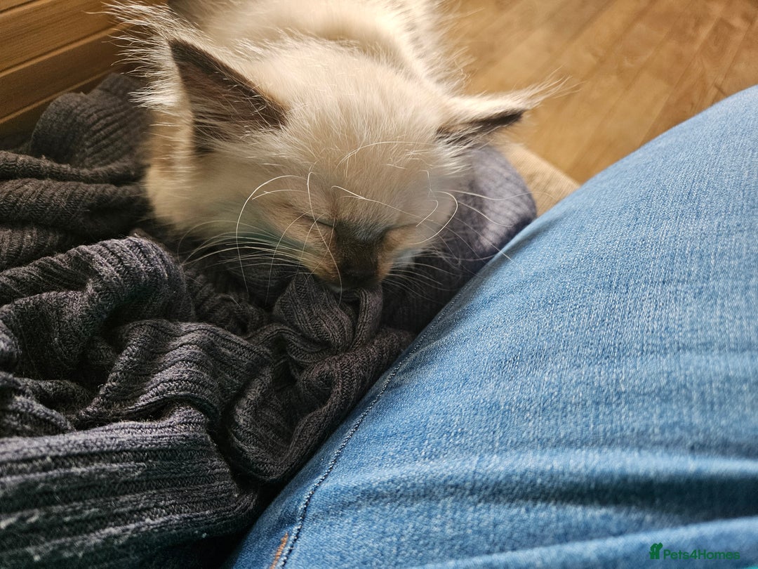 Ragdoll cats for sale: For sale Ragdoll  - Image 9