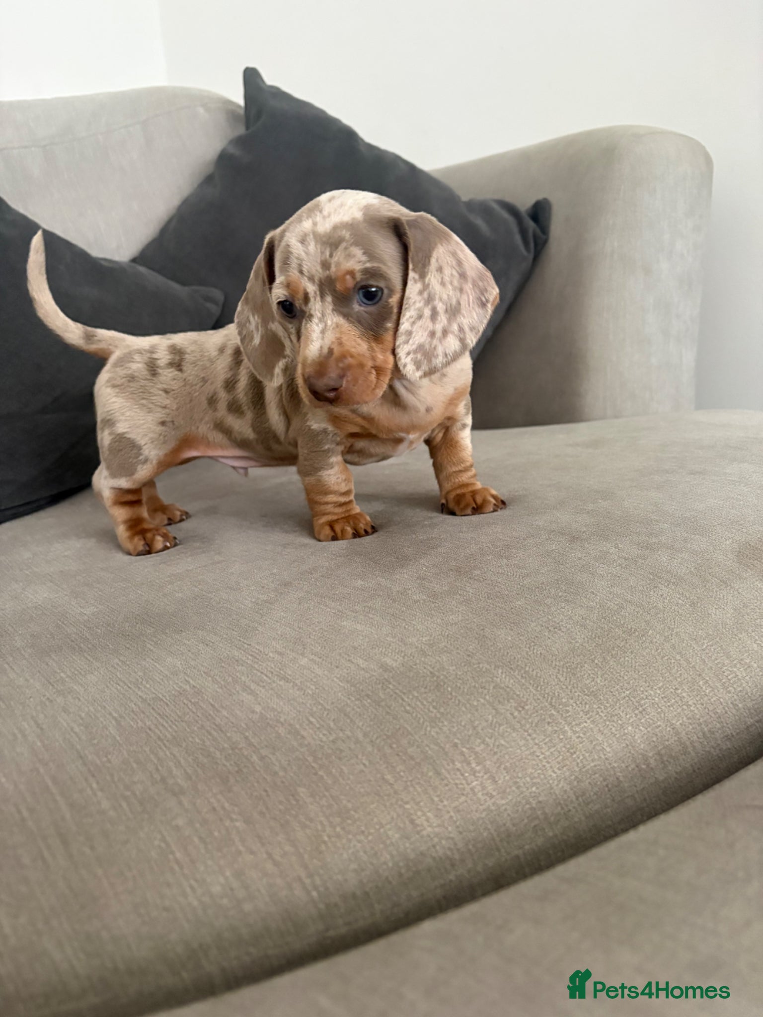 Dachshund dogs Dapple/lilac sausage dogs  - Advert 18